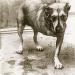 Alice In Chains - Alice In Chains