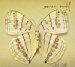 Xavier Rudd - White Moth