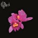 Opeth - Orchid