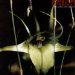Psychic Tv - Dreams Less Sweet