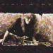 Alain AIME - Survivor