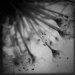 Field Rotation - Acoustic Tales