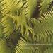 Edgar Froese - Epsilon In Malaysian Pale
