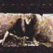 Alain AIME - Survivor
