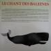 Le Chant Des Baleines - Le Chant Des Baleines