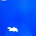 Lennon John (john Lennon) - John Lennon The Plastic Ono Band Live Peace In Toronto 1969 Vinyl