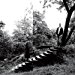 Timber Timbre - Timber Timber