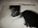Art Blakey And The Jazz Messengers - Like Someone In Love