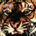 Survivor - Eye Of The Tiger
