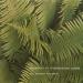 Froese (edgar) - Epsilon In Malaysian Pale