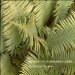 Edgar Froese - Epsilon In Malaysian Pale